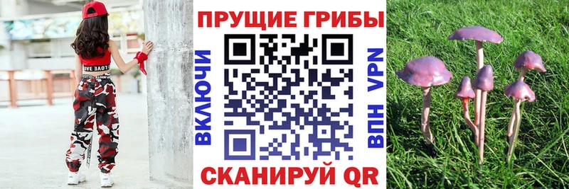 Галлюциногенные грибы Psilocybine cubensis  купить закладку  darknet какой сайт  Берёзовка 